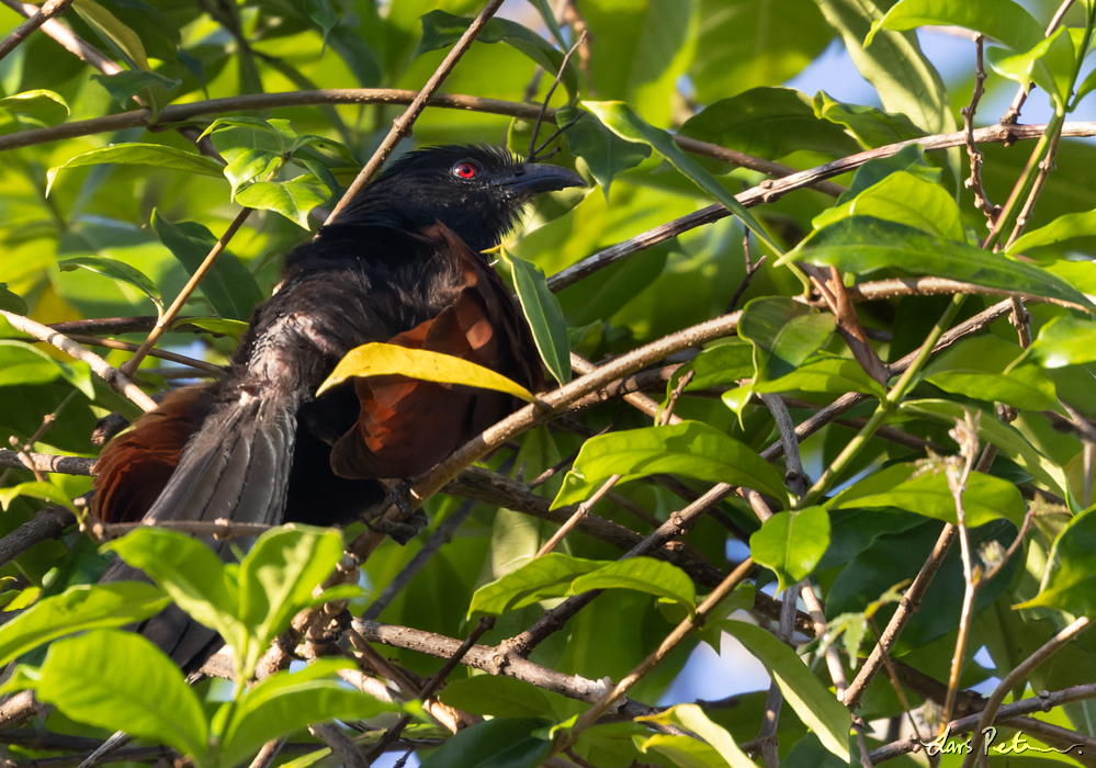 Greater Coucal