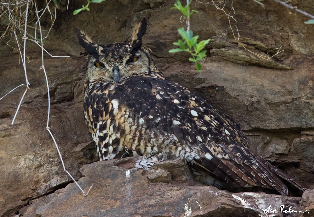Mackinder’s Eagle-Owl