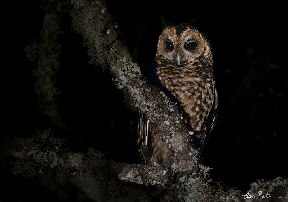 Rufous-banded Owl