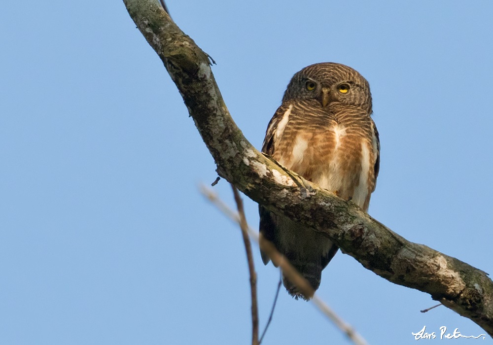 Asian Barred Owlet
