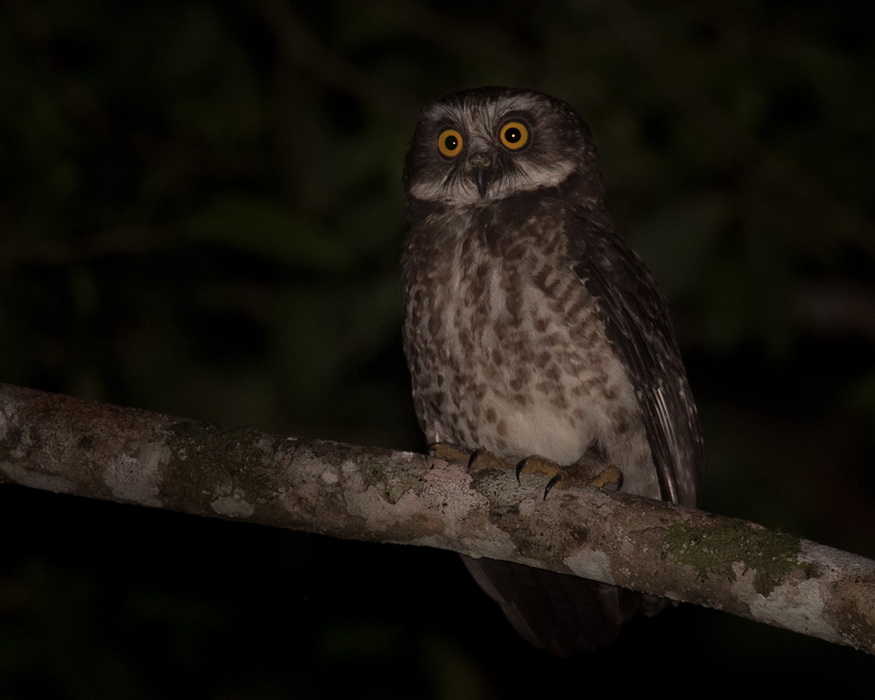 Guadalcanal Owl