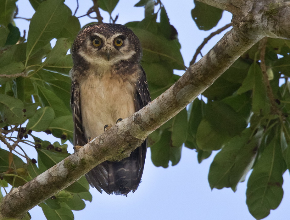 West Solomons Owl