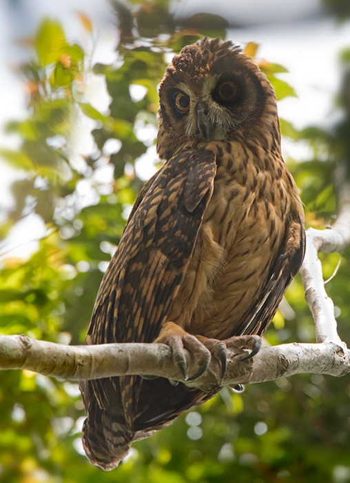 Fearful Owl