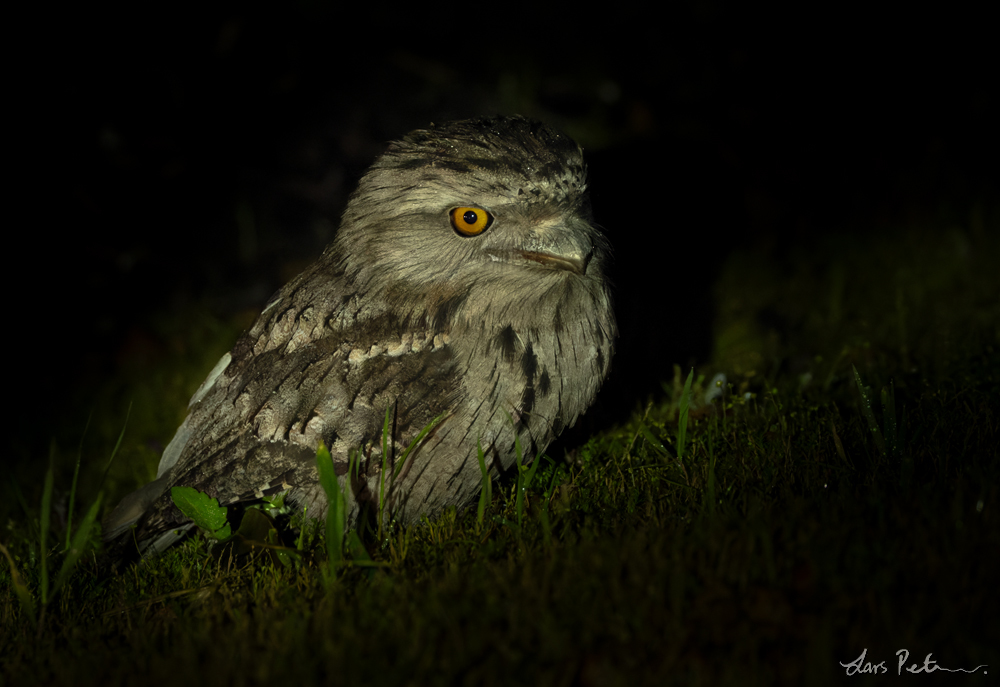 Tawny Frogmouth