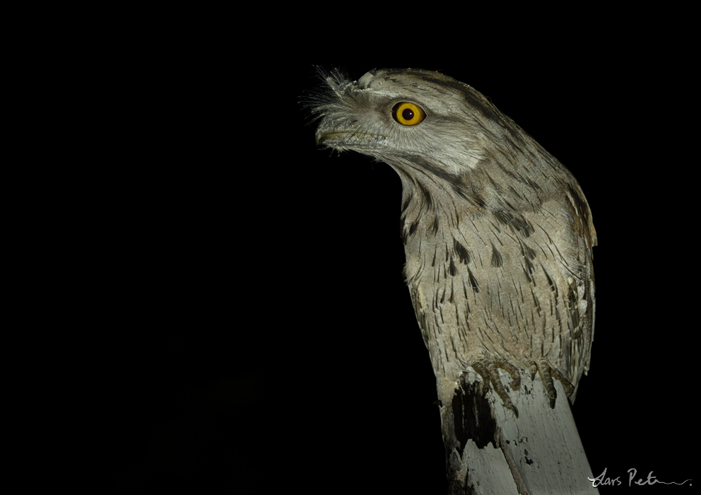 Tawny Frogmouth