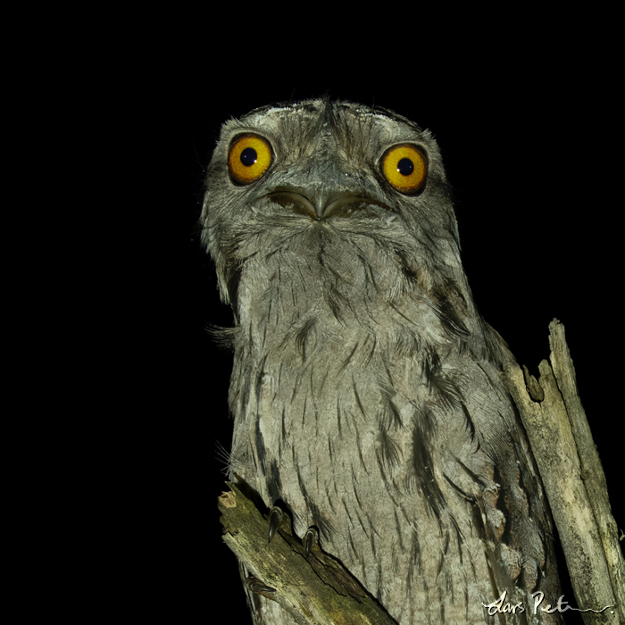 Tawny Frogmouth