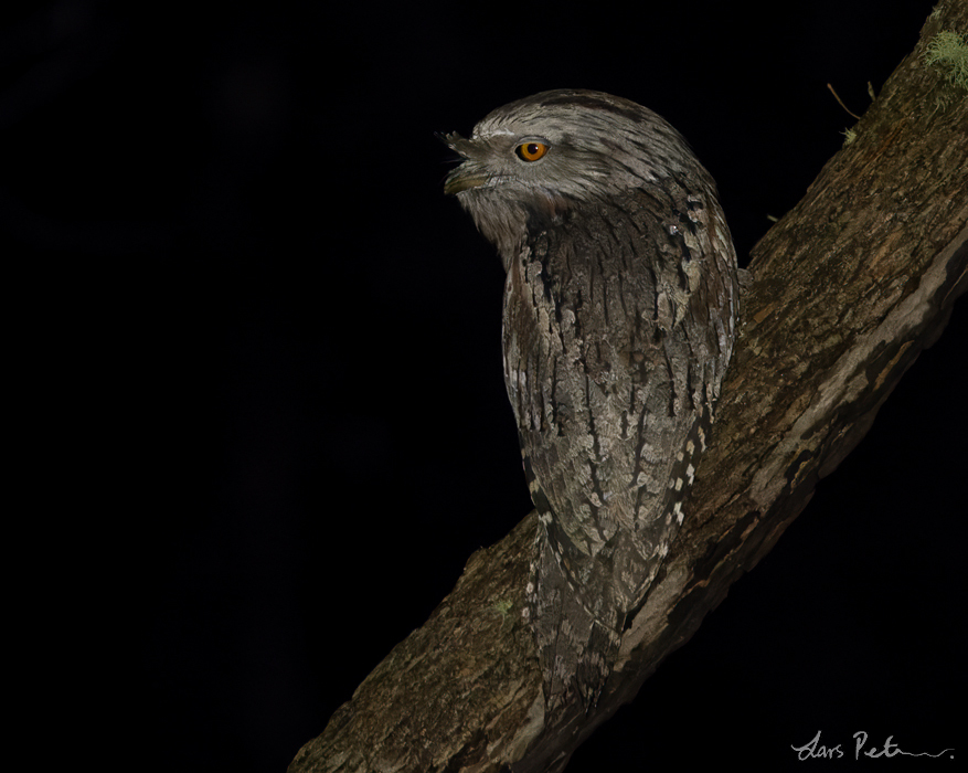 Tawny Frogmouth