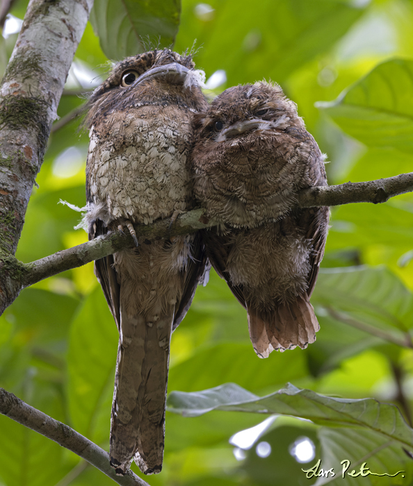 Sri Lanka Frogmouth