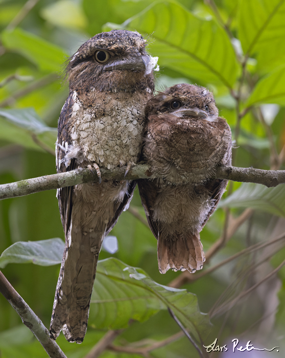 Sri Lanka Frogmouth