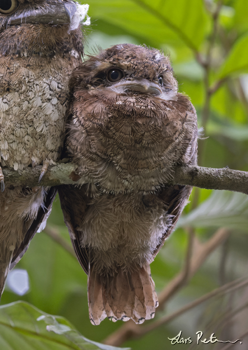 Sri Lanka Frogmouth