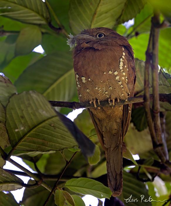 Sri Lanka Frogmouth