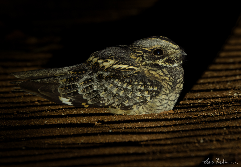 Spotted Nightjar