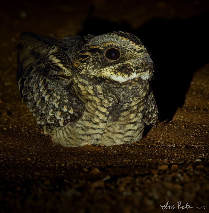 Spotted Nightjar