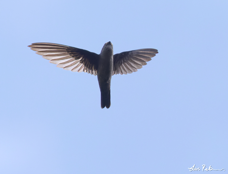 Indian Swiftlet