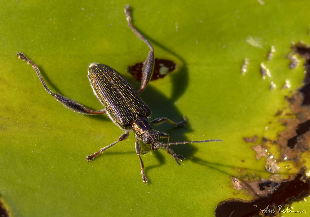 (Water-Lily Reed Beetle)