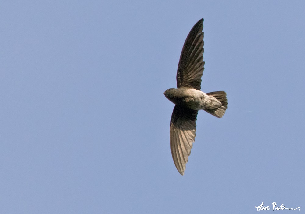 Sao Tome Spinetail