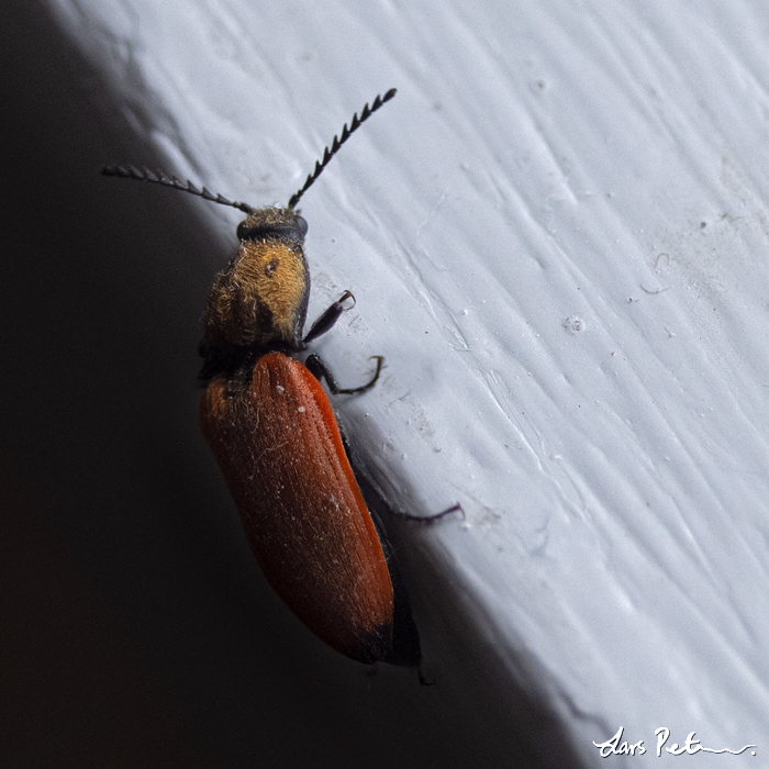 Toothed Click Beetle