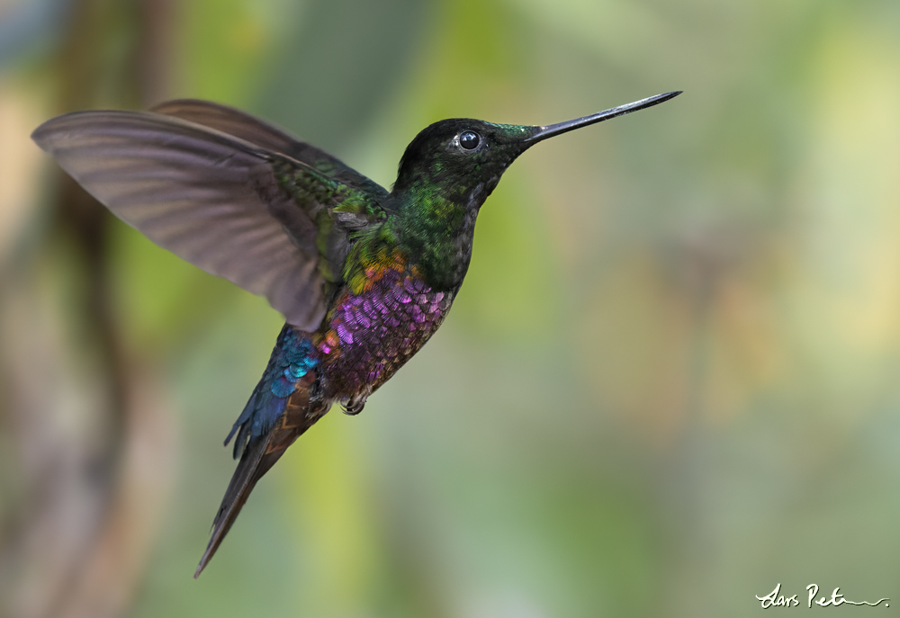 Blue-throated Starfrontlet