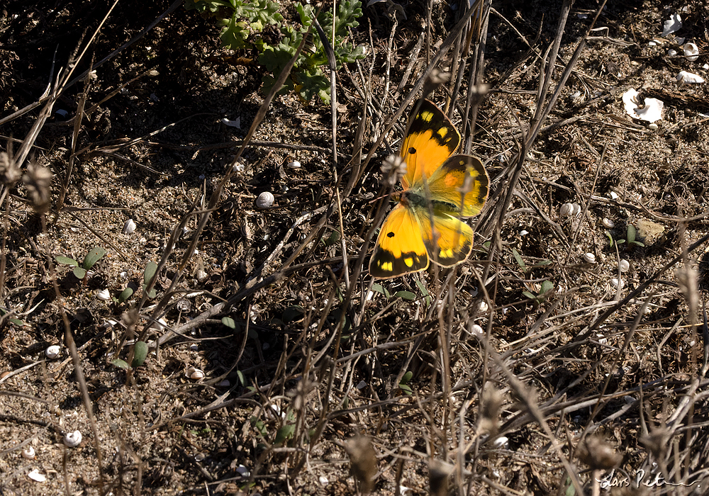 Clouded Yellow