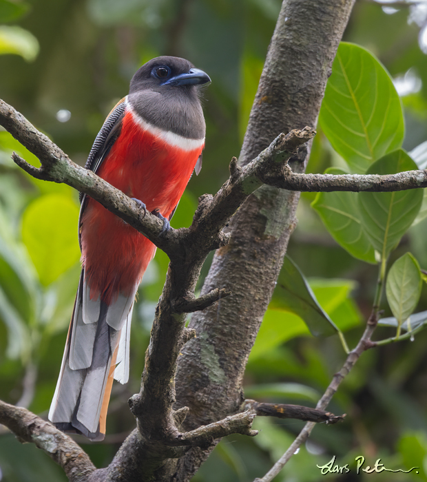 Malabar Trogon