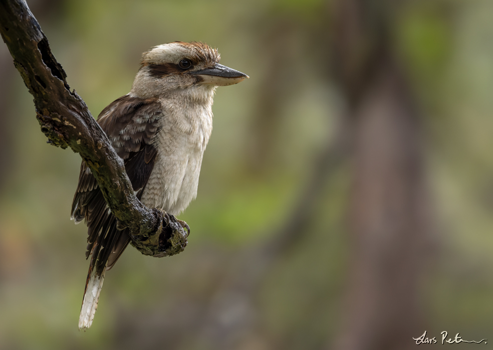 Laughing Kookaburra