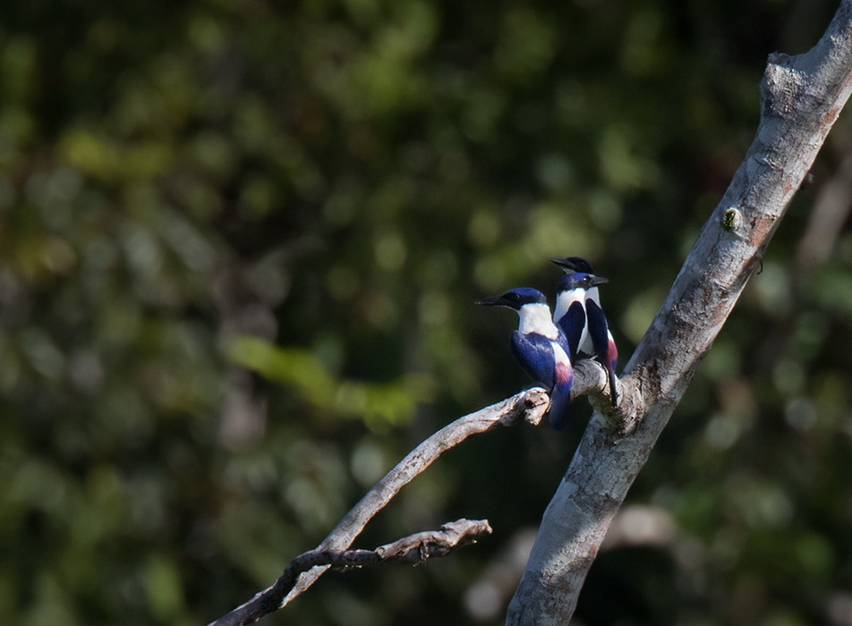 Ultramarine Kingfisher