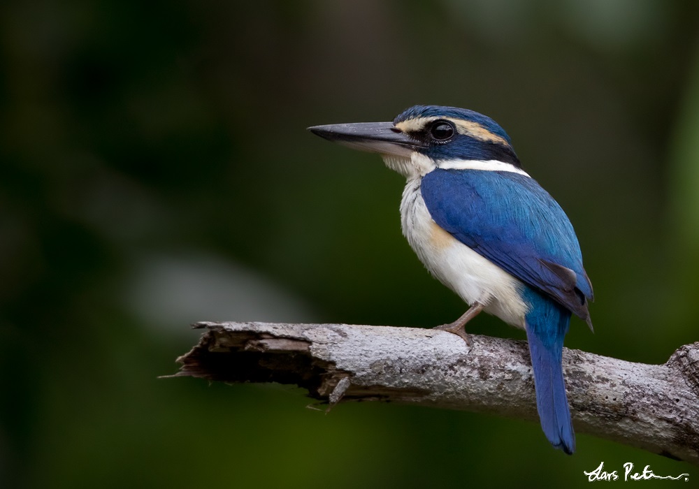 Pacific Kingfisher | Fiji | Bird images from foreign trips | Gallery ...