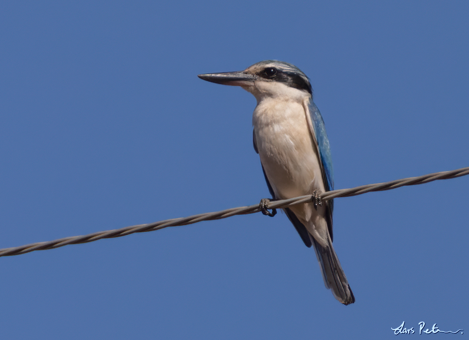 Red-backed Kingfisher