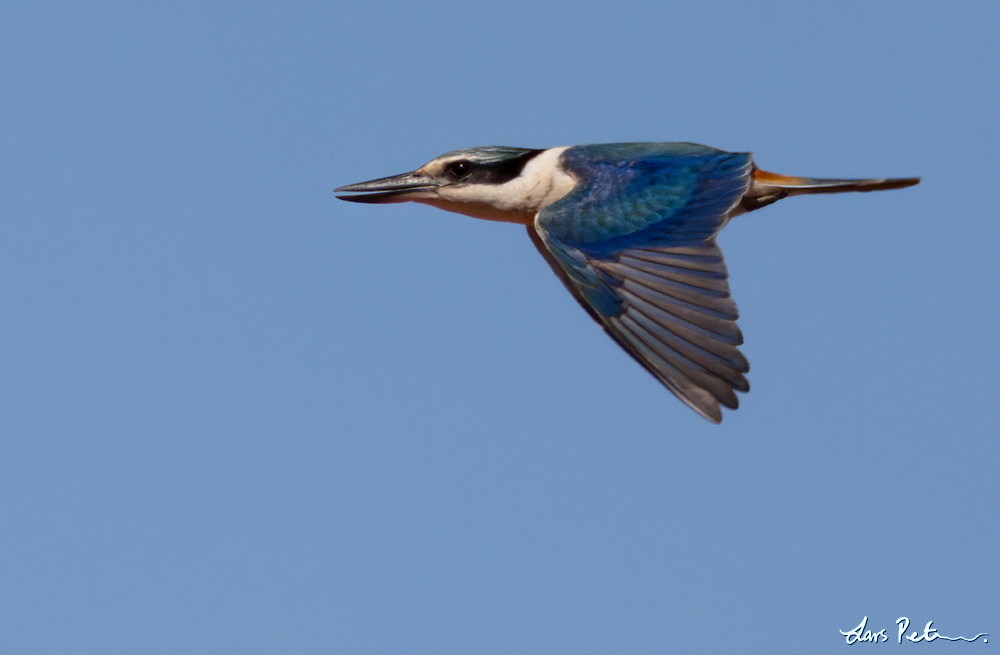 Red-backed Kingfisher