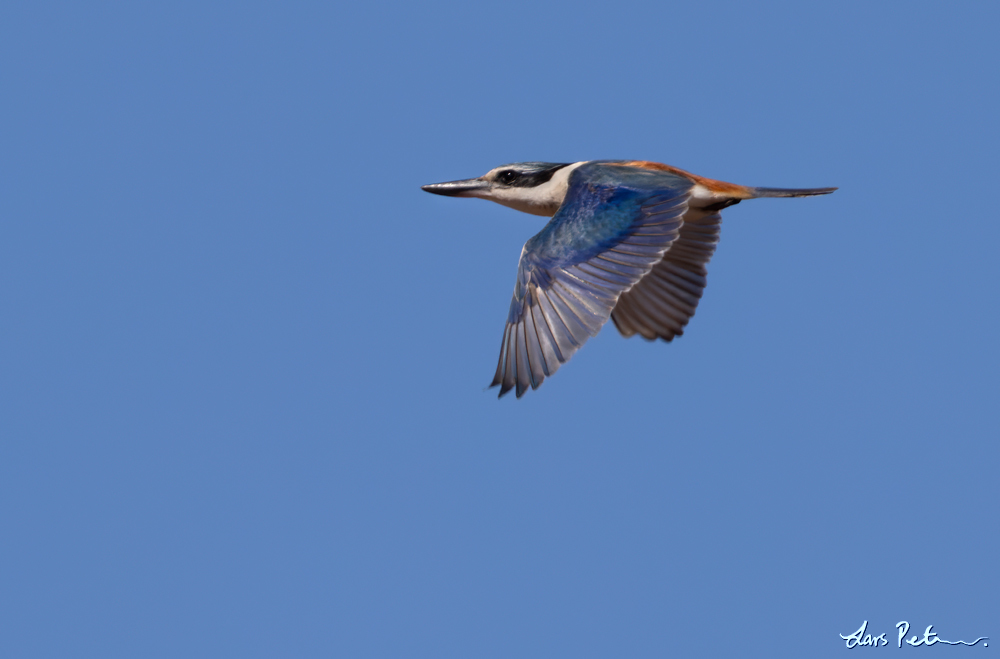 Red-backed Kingfisher