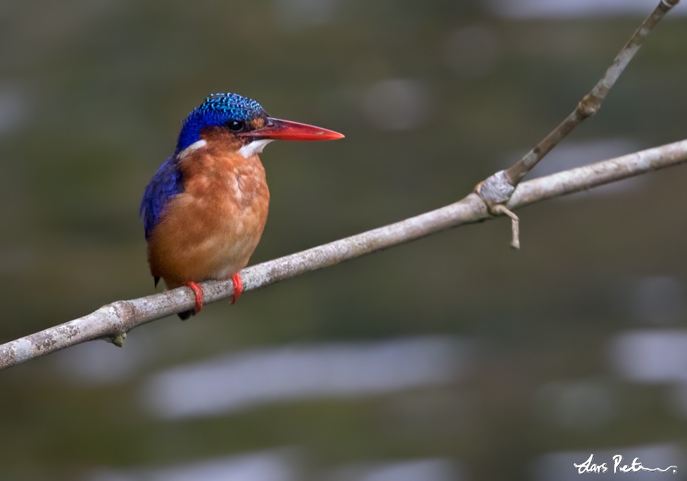 Sao Tome Kingfisher