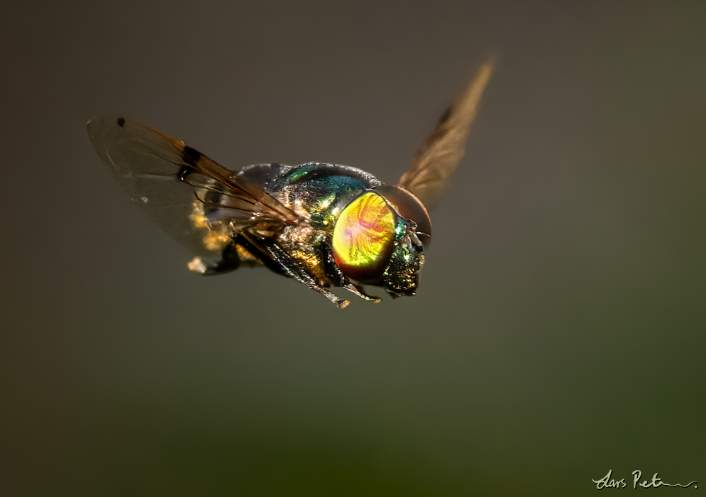 Green Jewel Fly (Metallic Green Hoverfly)
