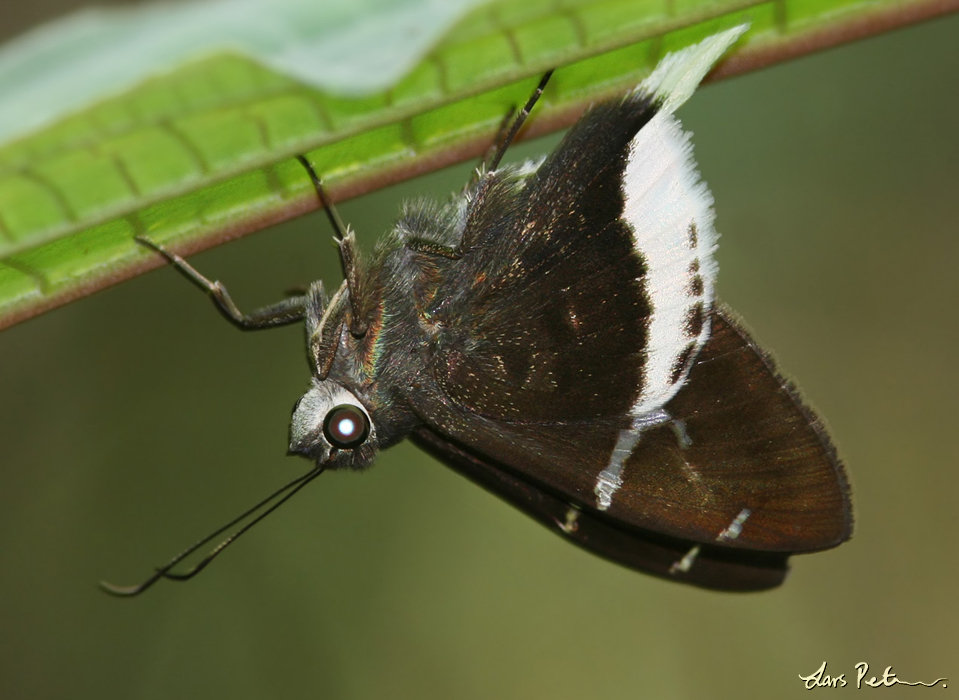 White-edged Longtail