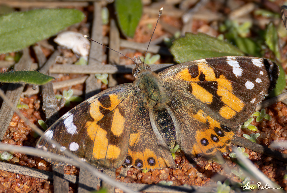 Australian Painted Lady