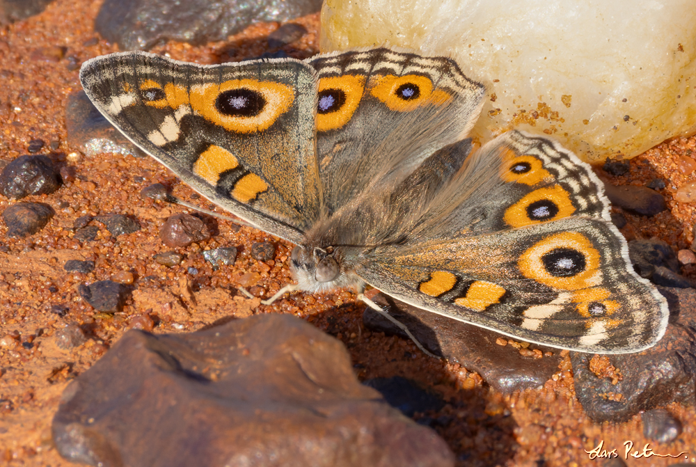 Meadow Argus