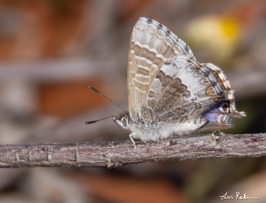 Wattle Blue