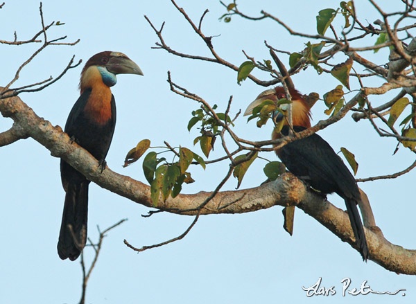 Sumba Hornbill | Lesser Sunda Islands | Bird images from foreign trips ...