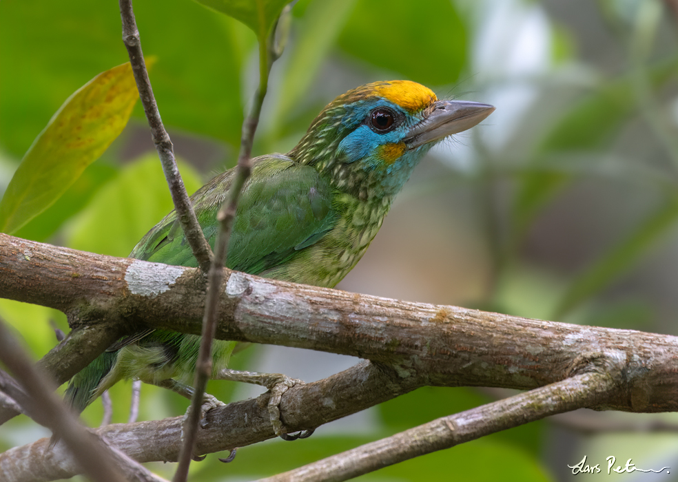 Yellow-fronted Barbet