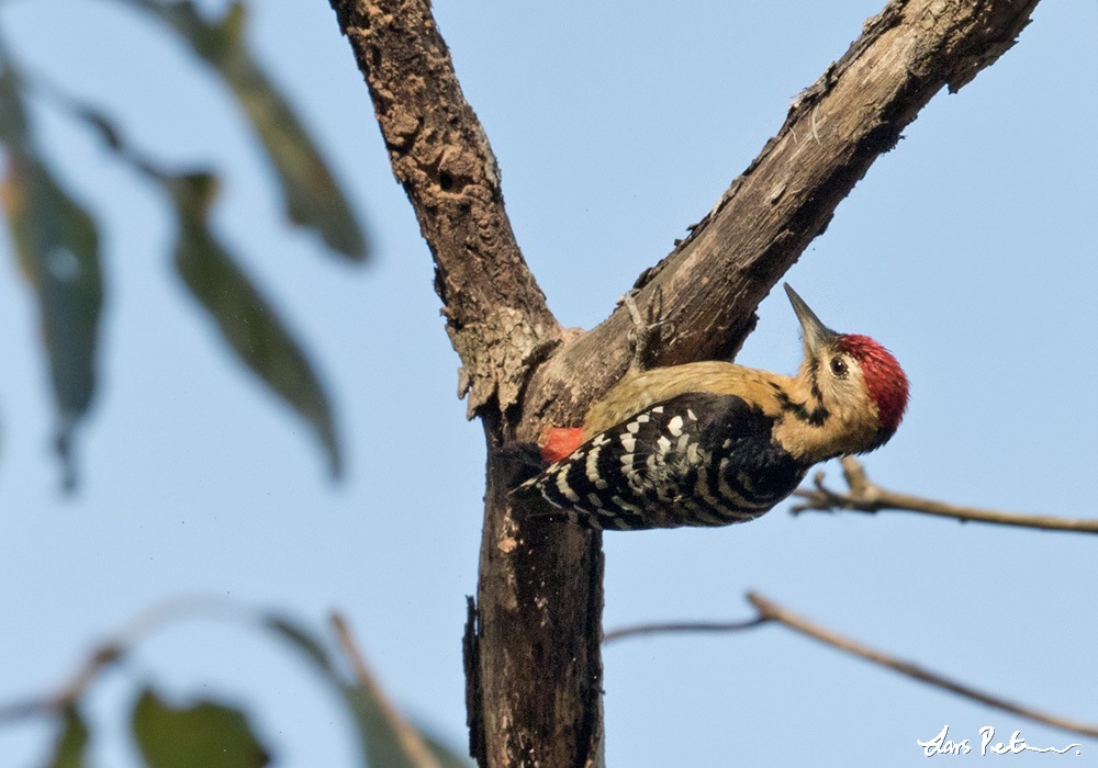 Fulvous-breasted Woodpecker
