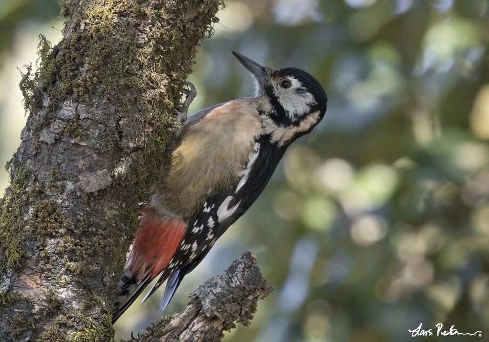 Himalayan Woodpecker