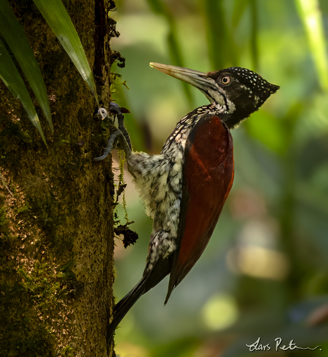 Crimson-backed Flameback