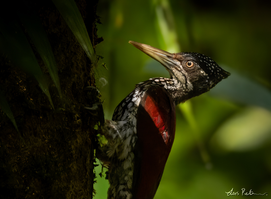 Crimson-backed Flameback