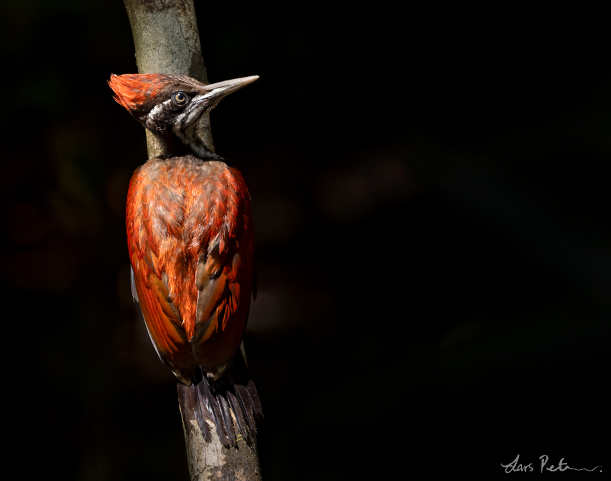 Crimson-backed Flameback