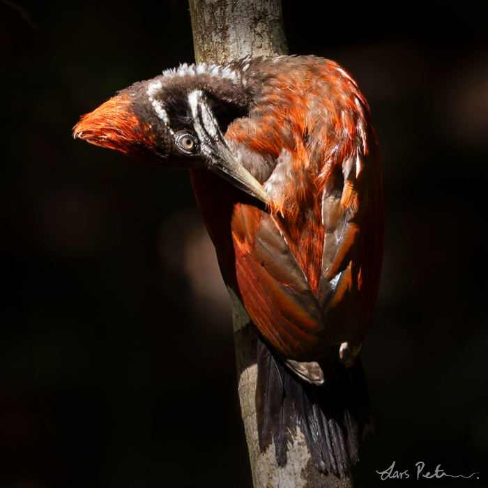 Crimson-backed Flameback