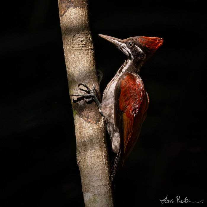 Crimson-backed Flameback