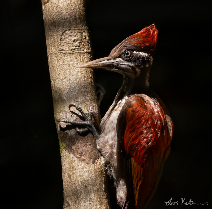 Crimson-backed Flameback