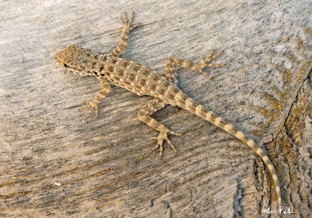 Blanford’s Semaphore Gecko