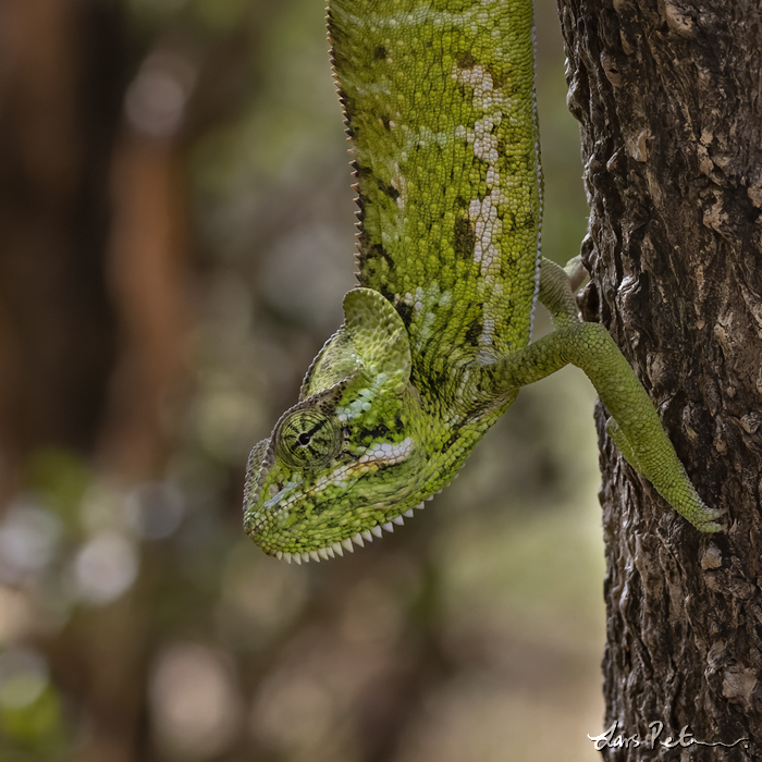 Socotra Chameleon (Monarch Chameleon)