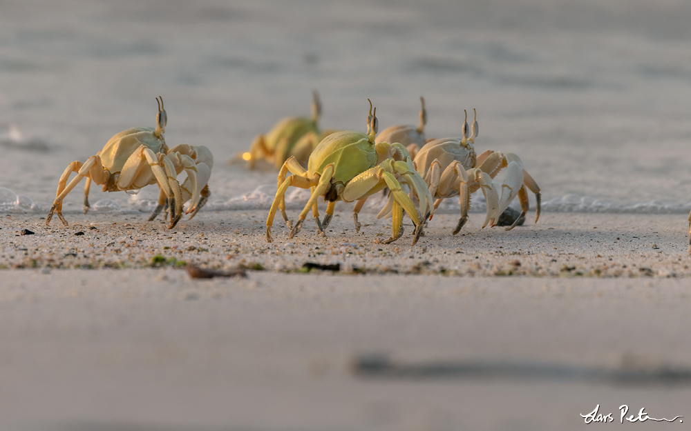 Red Sea Ghost Crab