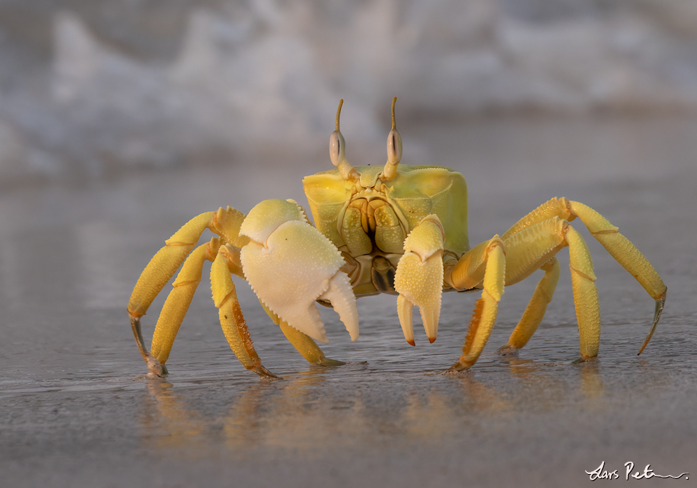 Red Sea Ghost Crab